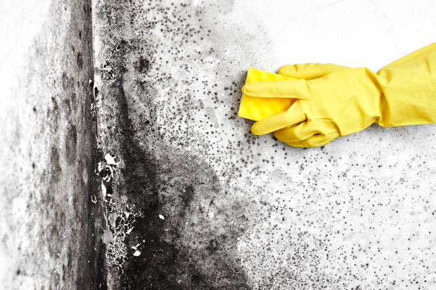 Best Mold Removal Company Near Me  in Linln Park, CO