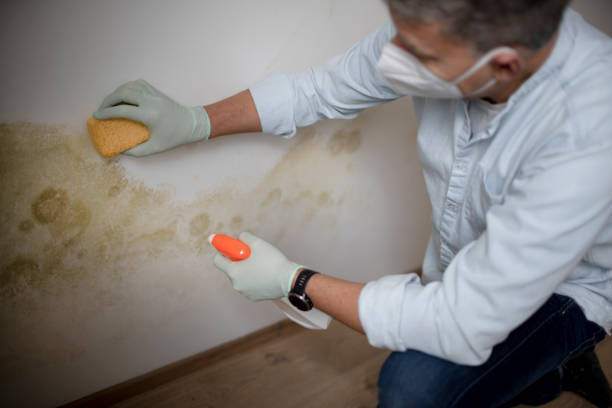 Mold Testing and Removal in Lincoln Park, CO